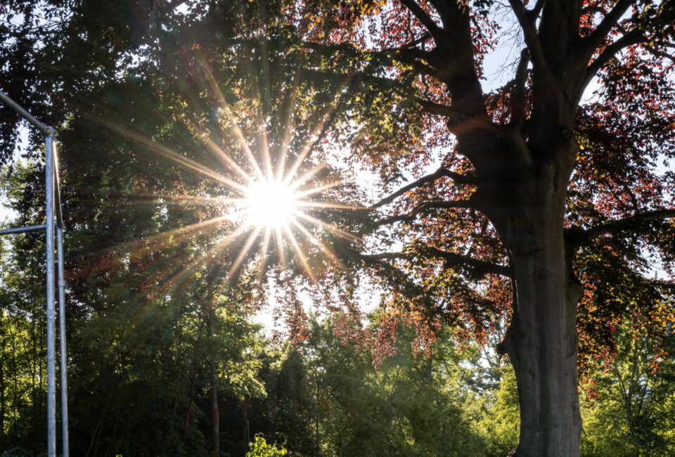 Rotbuche hinter der Villa Raab