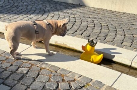 Hund am Bachlauf mit Spielzeugente