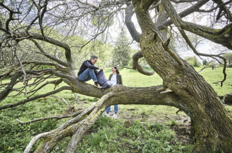 Mann und Frau sitzen auf Mammutbaum